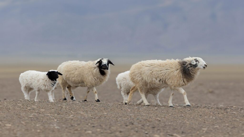 mouton famille agneau au poil blanc et noir sur terre rocheuse des montagnes de Mongolie vue de côté
