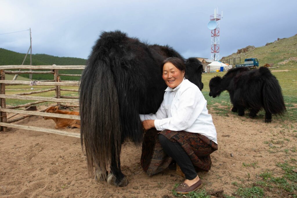 Fermière mongole souriante traie un yak noir.