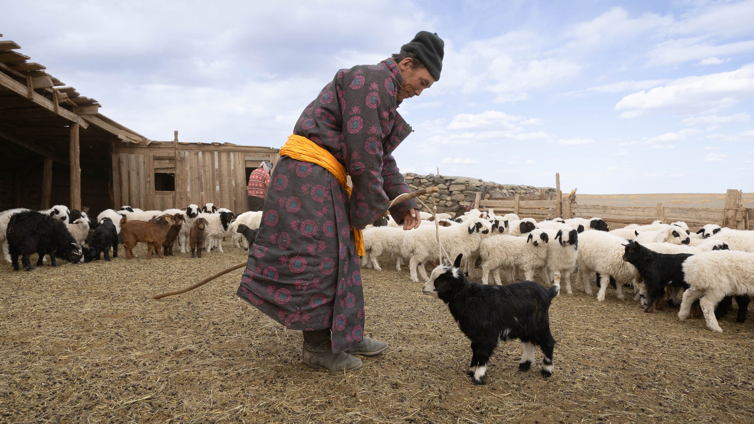 Berger mongol avec un troupeau de chèvres et de moutons.
