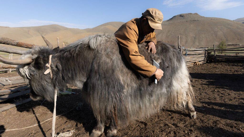 Homme de Mongolie peignant le yack grâce à la méthode d'éjarrage.
