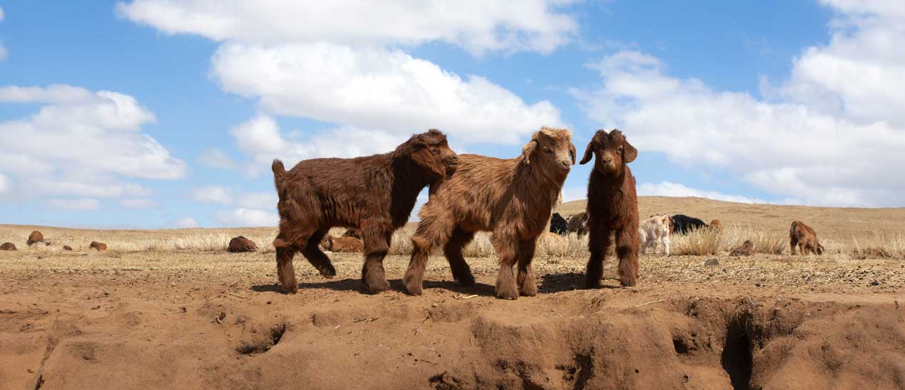 Chèvres de cachemire marron dans la steppe mongole.