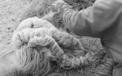 Woo Warm | La vision industrielle